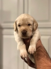 Labradoodle Puppy for sale in DAYTON, VA, USA