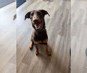 German Shepherd Dog-Unknown Mix Dogs for adoption in Foristell, MO, USA