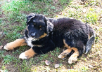 Small Photo #3 Australian Shepherd Puppy For Sale in SHERIDAN, OR, USA