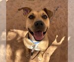Small Photo #100 American Pit Bull Terrier-Unknown Mix Puppy For Sale in Kanab, UT, USA