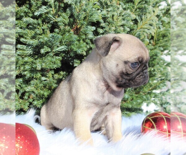 Medium Photo #5 Pug Puppy For Sale in GREENCASTLE, PA, USA