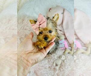 Medium Yorkshire Terrier