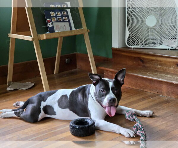 Medium Photo #1 Mutt Puppy For Sale in Binghamton, NY, USA