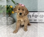 Small #3 Golden Retriever