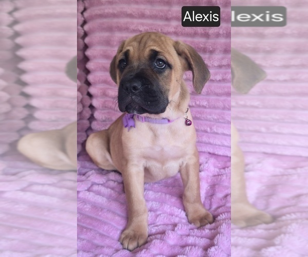 Medium Photo #13 Cane Corso Puppy For Sale in MINERAL WELLS, WV, USA