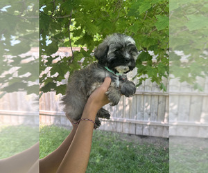 Havanese Puppy for sale in CAMBRIDGE, NE, USA
