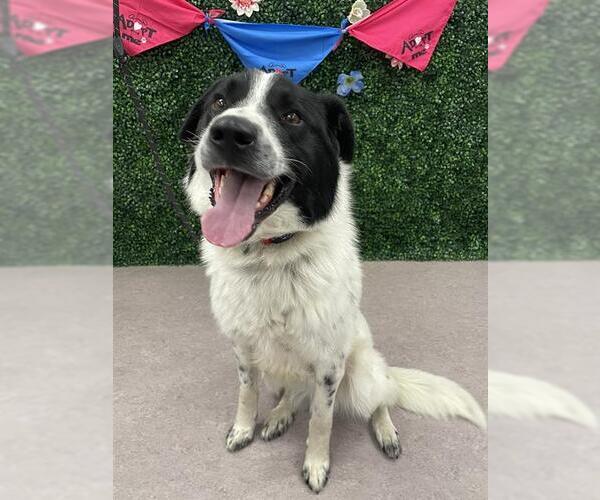 Medium Photo #1 Pyrenees Border Collie Puppy For Sale in Grasswood, Saskatchewan, Canada