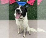 Small Pyrenees Border Collie