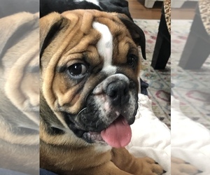 English Bulldog Puppy for sale in GREENWOOD, IN, USA
