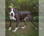 Small #1 Bull Terrier Mix
