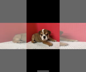 English Bulldogge Puppy for sale in BAYVILLE, NJ, USA