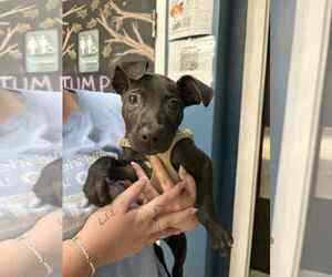 American Pit Bull Terrier-Labrador Retriever Mix Dogs for adoption in Shermans Dale, PA, USA