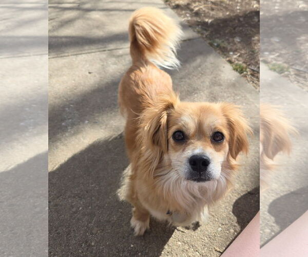 Medium Photo #1 Dachshund-Unknown Mix Puppy For Sale in Denver , CO, USA
