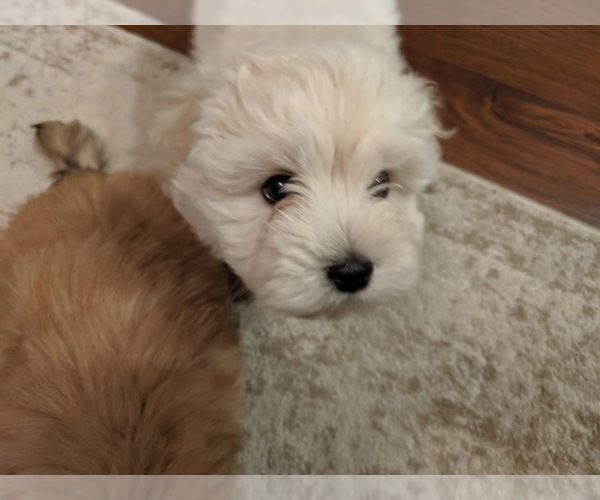 Medium Photo #26 Coton de Tulear Puppy For Sale in YELM, WA, USA