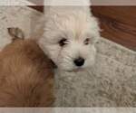 Small Photo #26 Coton de Tulear Puppy For Sale in YELM, WA, USA