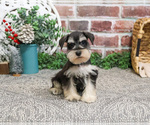 Small #8 Schnauzer (Miniature)