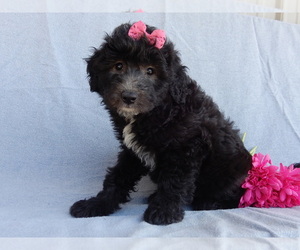 Sheepadoodle Puppy for sale in MILLERSBURG, OH, USA