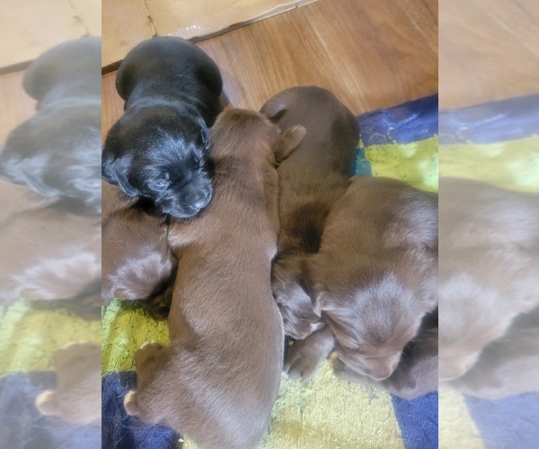 Medium Photo #1 Labradinger Puppy For Sale in NEW CONCORD, OH, USA