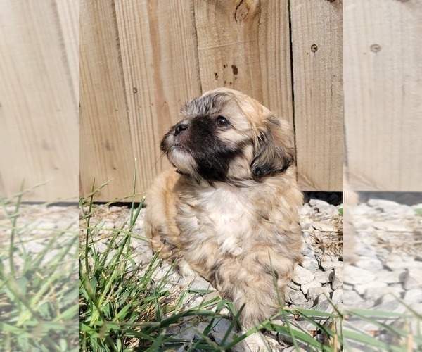 Medium Photo #9 Zuchon Puppy For Sale in SHAWNEE, KS, USA