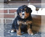 Small Photo #3 Miniature Bernedoodle Puppy For Sale in FREDERICKSBRG, PA, USA