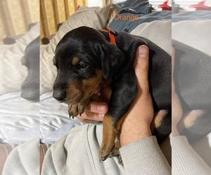 Doberman Pinscher Puppy for sale in FREMONT, IN, USA