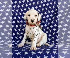 Dalmatian Puppy for sale in QUARRYVILLE, PA, USA
