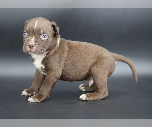 Medium Photo #3 American Bully Puppy For Sale in CHAMPAIGN, IL, USA