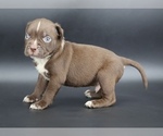 Small #2 American Bully
