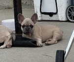 Puppy Puppy 2 French Bulldog