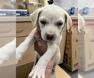 American Pit Bull Terrier Dogs for adoption in Corpus Christi, TX, USA