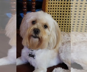 Father of the Lhasa Apso puppies born on 05/13/2025