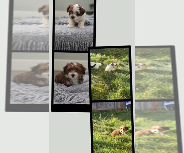 Medium Photo #1 Havanese Puppy For Sale in MERIDIAN, ID, USA