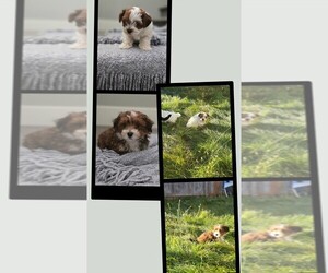 Havanese Litter for sale in MERIDIAN, ID, USA