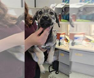 American Pit Bull Terrier-Unknown Mix Dogs for adoption in Stockton, CA, USA