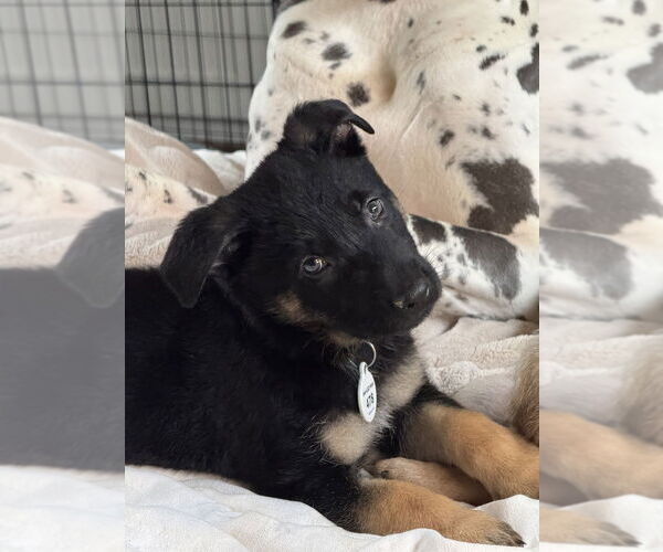 Medium Photo #1 German Shepherd Dog Puppy For Sale in West Sacramento, CA, USA