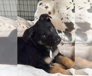 German Shepherd Dog Dogs for adoption in West Sacramento, CA, USA