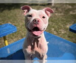 Small #1 American Bulldog Mix