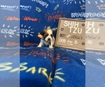 Small #2 Shih Tzu