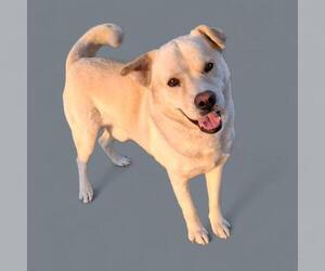 Labrador Retriever Dogs for adoption in Bakersfield, CA, USA