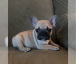 Puppy Brownie French Bulldog