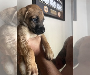 German Shepherd Dog-Mastiff Mix Puppy for sale in WESTMINSTER, MA, USA