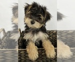 Small Photo #6 Morkie Puppy For Sale in CORNERSVILLE, TN, USA