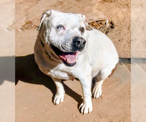 Bulldog-Unknown Mix Dogs for adoption in Pena Blanca, NM, USA