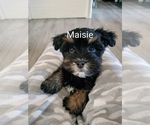 Puppy Maisie Havanese