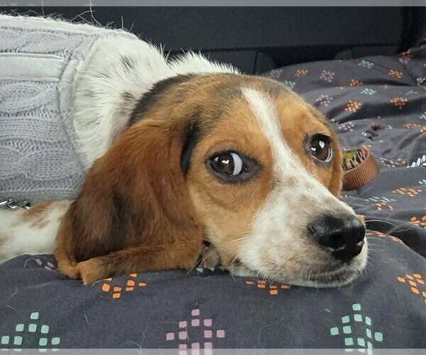 Medium Photo #7 Beagle Puppy For Sale in Dunnellon, FL, USA