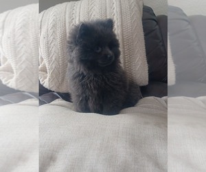 Chow Chow-Pomeranian Mix Puppy for sale in NILES, MI, USA