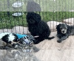 Image preview for Ad Listing. Nickname: Bella