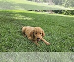 Small #2 Golden Retriever