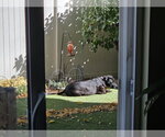 Small Photo #30 Boxer-Pointer Mix Puppy For Sale in Sandy, UT, USA