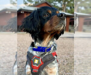 - Mix Dogs for adoption in Curwensville, PA, USA